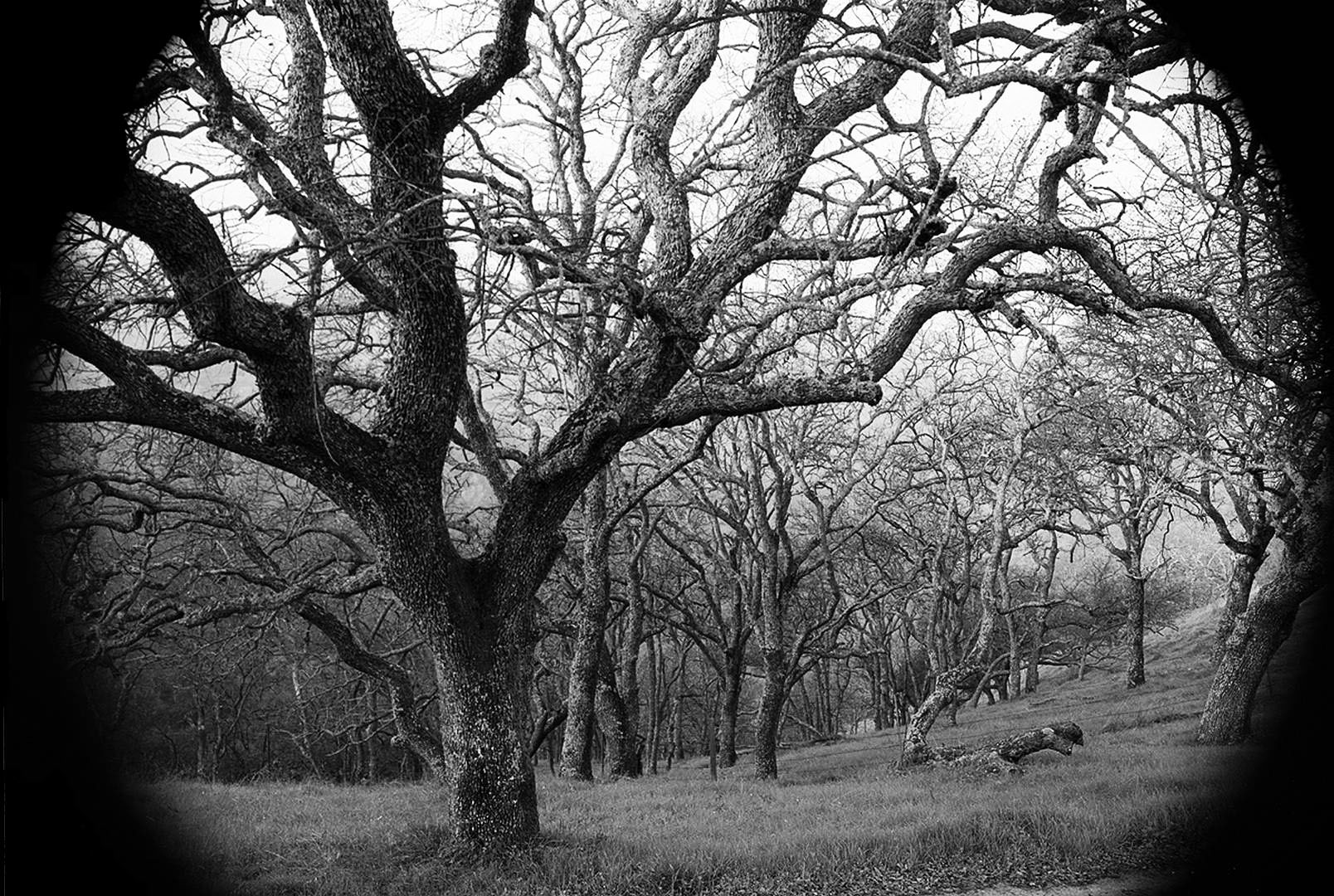 Dante's Woods.jpg